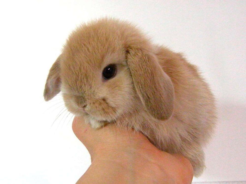 Holland Lop Bunnies For Sale